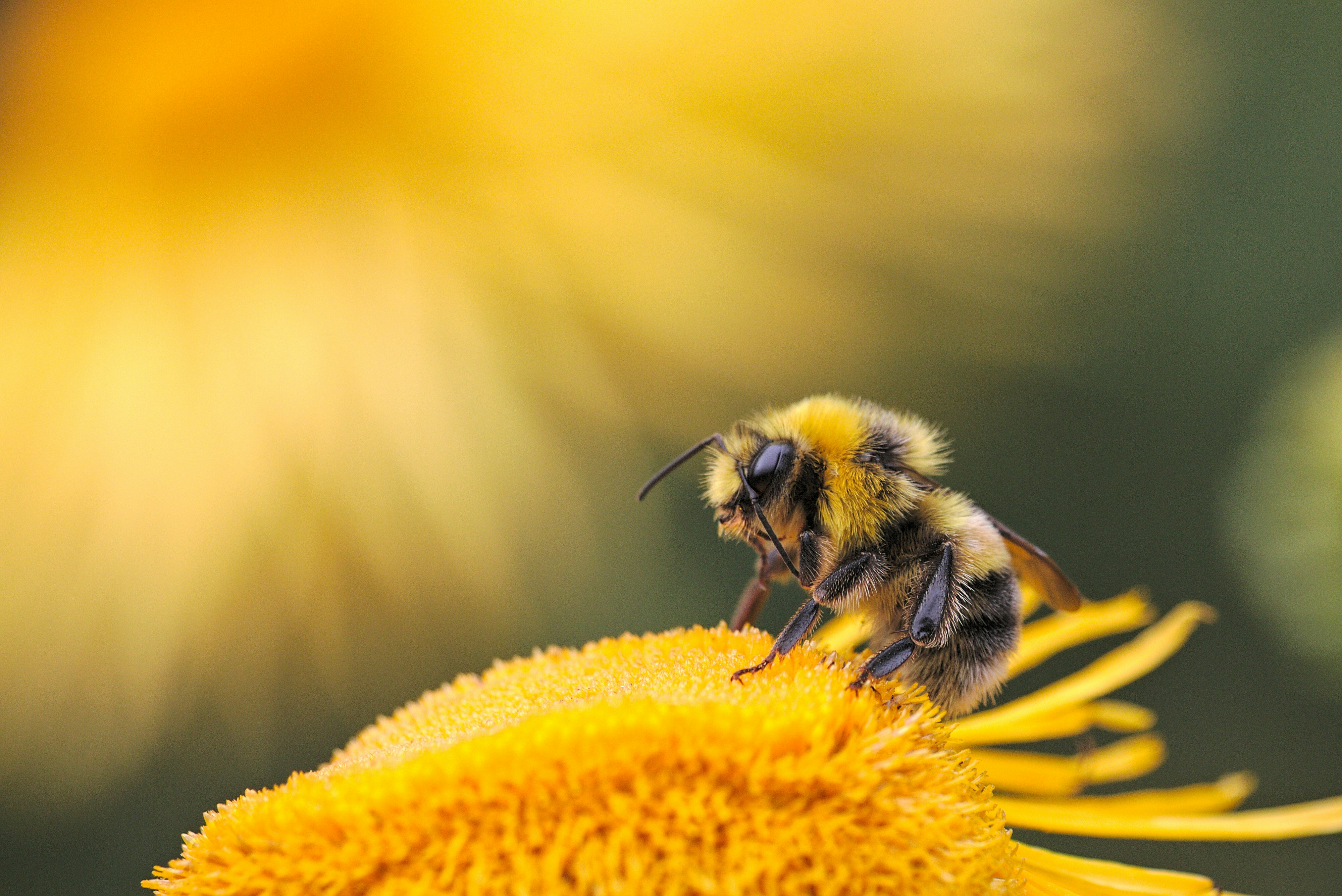 Honey boxes