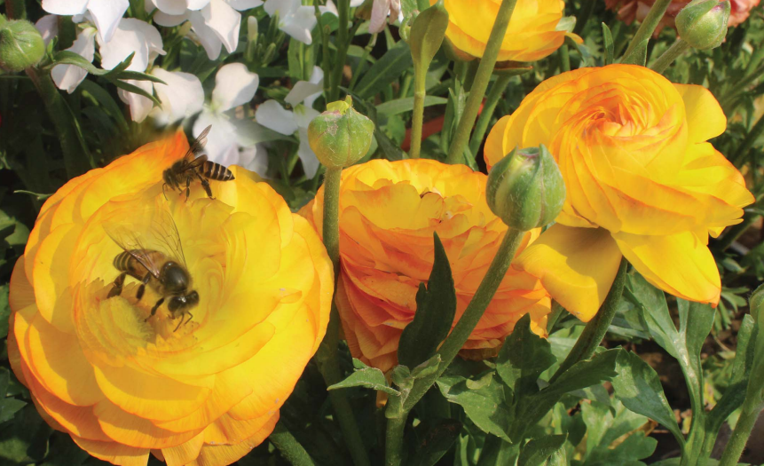 National Bee Board banner one