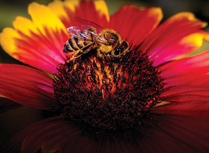 Objectives - National Bee Board
